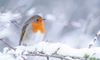 Garden Birds in Winter: How You Can Help Them Thrive