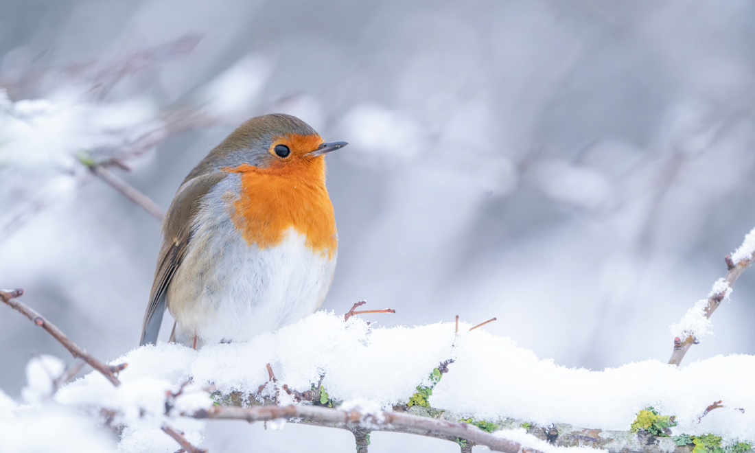 Garden Birds in Winter: How You Can Help Them Thrive