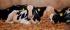 Introducing TopMilk: Bloom Feeds’ Premium Milk Replacer