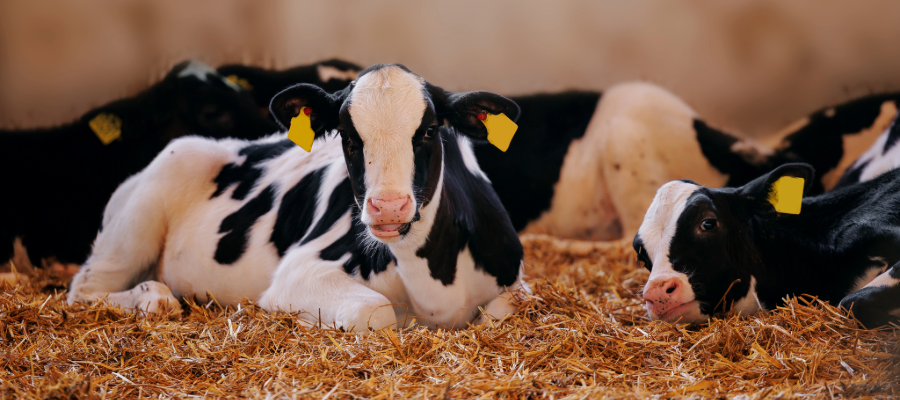 Introducing TopMilk: Bloom Feeds’ Premium Milk Replacer