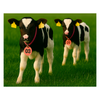 Two calves with ear tags and identification numbers on a green field
