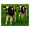 Two black and white calves with ear tags and identification numbers on a green field.
