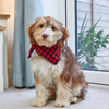 dog wearing the Beau Bandana Red Checked