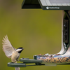 A small bird with black and white plumage and a beige belly is perched on a green feeder tray, reaching for seeds. The feeder has a black top section with a visible FeatherSnap logo and a clear seed bowl below.